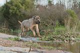 CANE CORSO 134